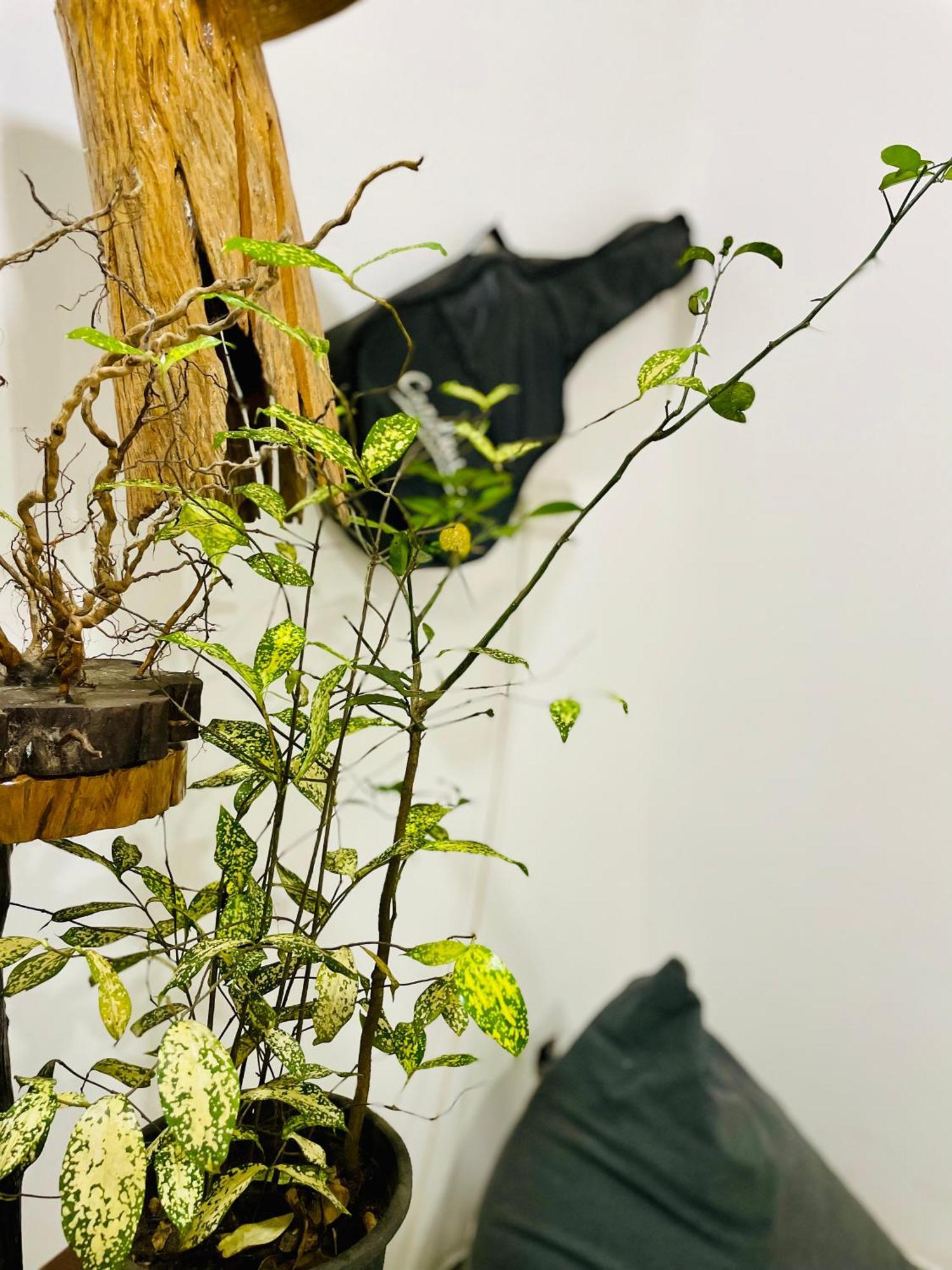 Nature Park 우다왈라웨 외부 사진